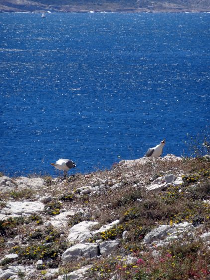 Goélands - Frioul - Marseille