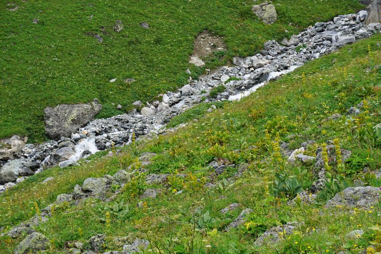 Marmotte - Champagny - Savoie - Vanoise