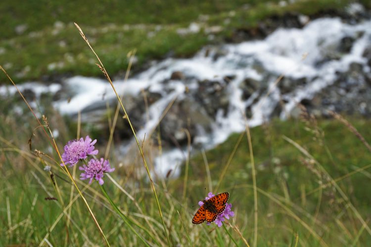 Papillon - Champagny - Savoie - Vanoise