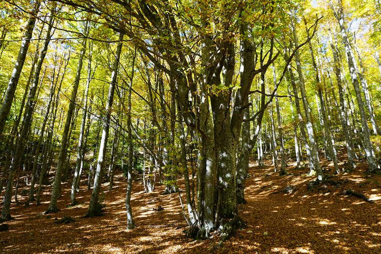 rando automne - Col de Rousset - Vercors - Drôme