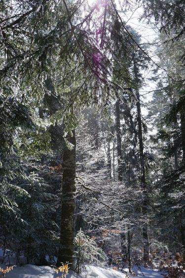 Forêt givrée - Herbouilly - Vercors - Drôme