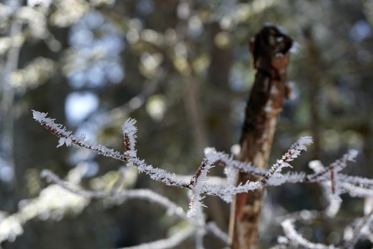 Givre - Herbouilly - Vercors - Drôme