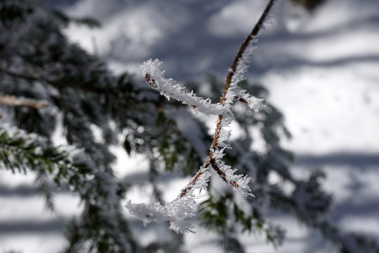 Givre - Herbouilly - Vercors - Drôme