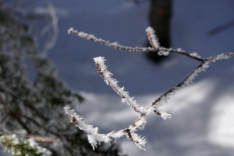 Givre - Herbouilly - Vercors - Drôme