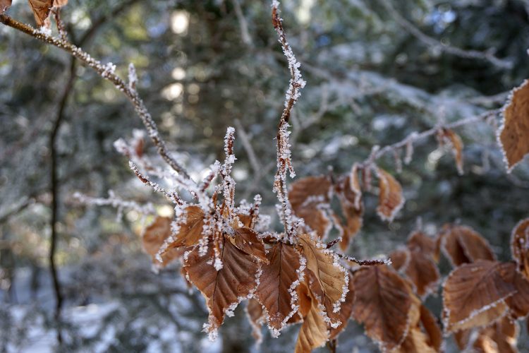 Givre - Herbouilly - Vercors - Drôme