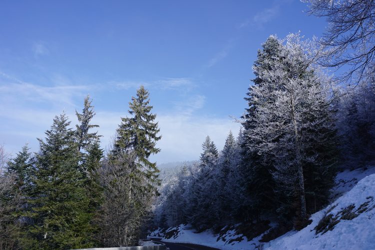 Forêt givrée - Herbouilly - Vercors - Drôme