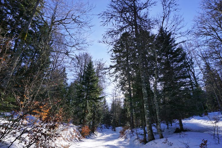 Rando en sous bois jusqu'au plateau de Font d'Urle - Vercors - Drôme