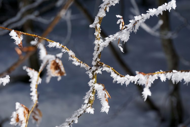 Givre - Herbouilly - Vercors - Drôme