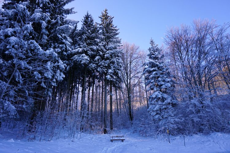 Forêt du Vercors en hiver - Drôme