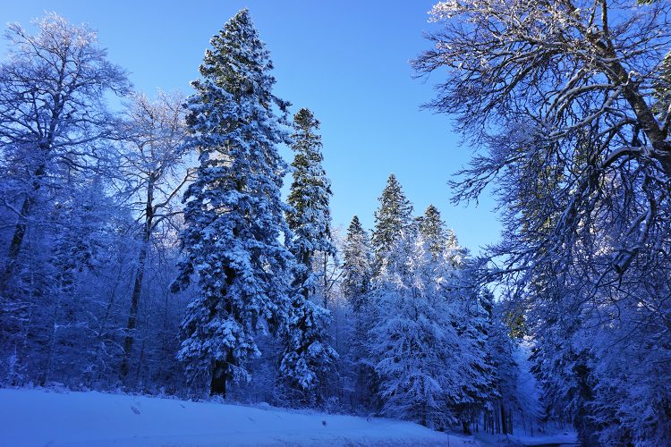 Forêt de Lente en hiver - Vercors - Drôme