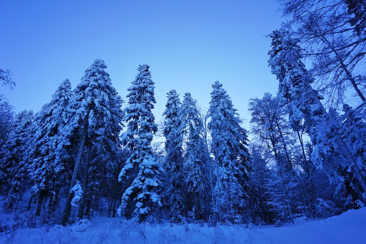 Forêt de Lente en hiver - Vercors - Drôme