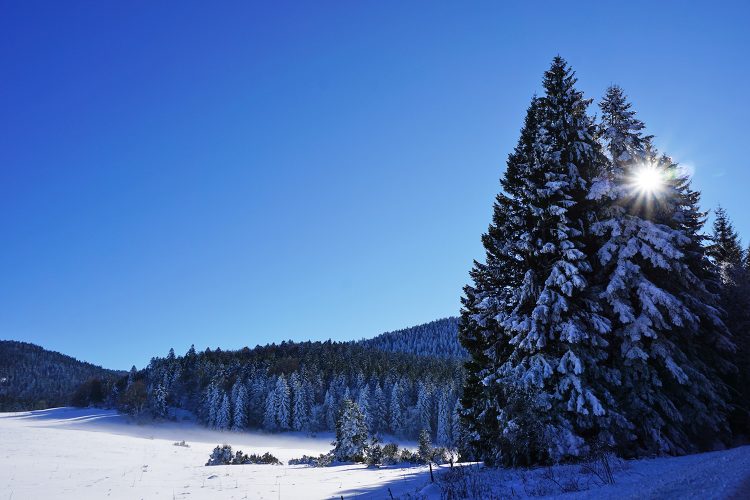 Forêt de Lente en hiver - Vercors - Drôme