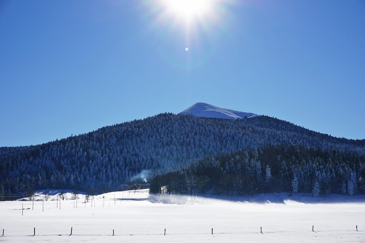 Forêt de Lente en hiver - Vercors - Drôme