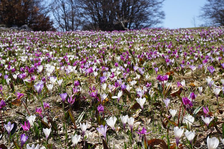 Champ de crocus - Font d'Urle - Vercors - Drôme