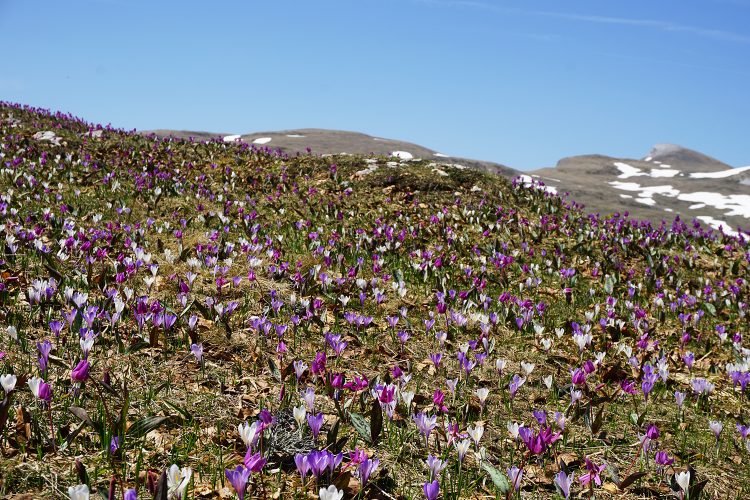 Champ de crocus - Font d'Urle - Vercors - Drôme