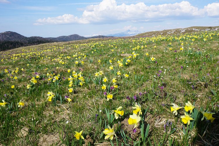 Champ de jonquilles et érythrones - Font d'Urle - Vercors - Drôme