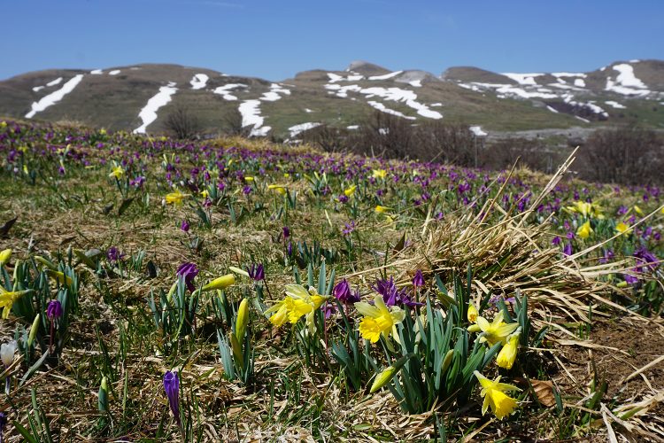 Champ de jonquilles et érythrones - Font d'Urle - Vercors - Drôme