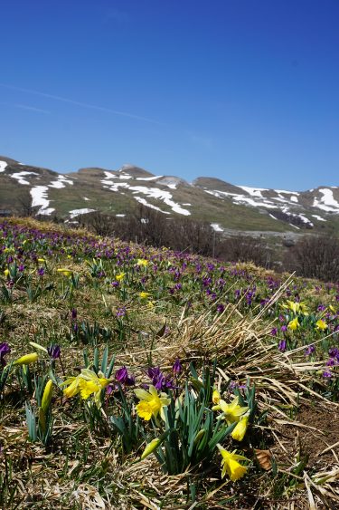 Champ de jonquilles et érythrones - Font d'Urle - Vercors - Drôme