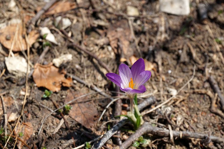 Crocus - Plateau d'Ambel - Vercors - Drôme