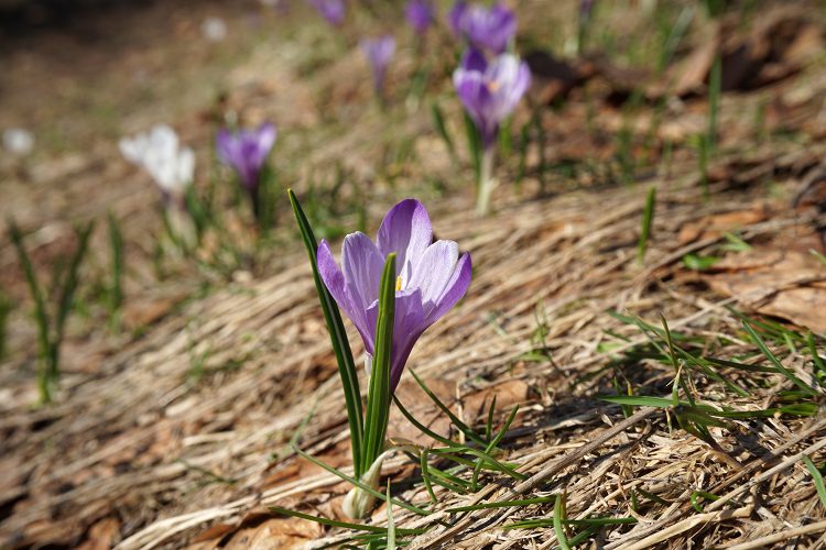 Crocus - Plateau d'Ambel - Vercors - Drôme