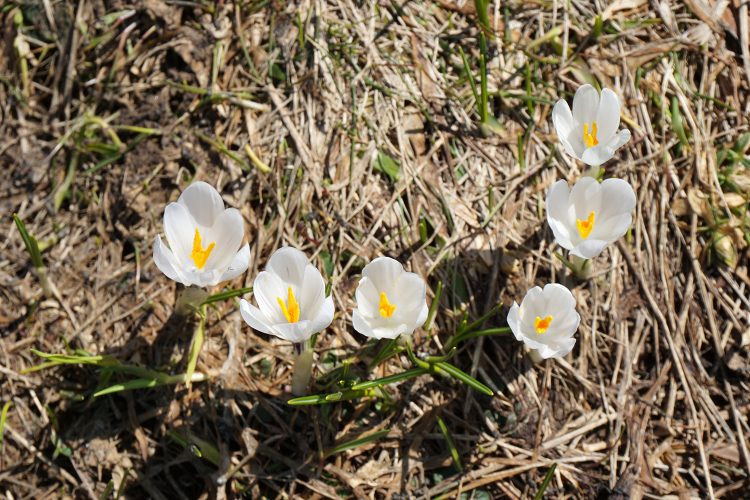 Crocus - Font d'Urle - Vercors - Drôme