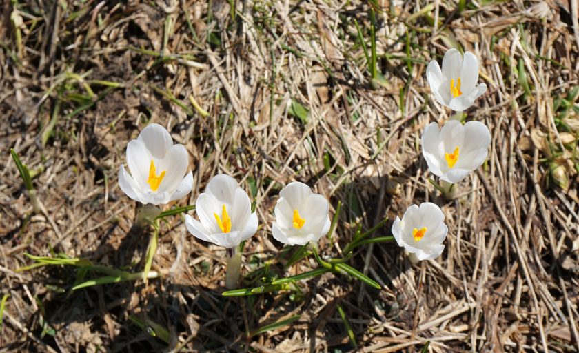 Vercors – couleurs printemps