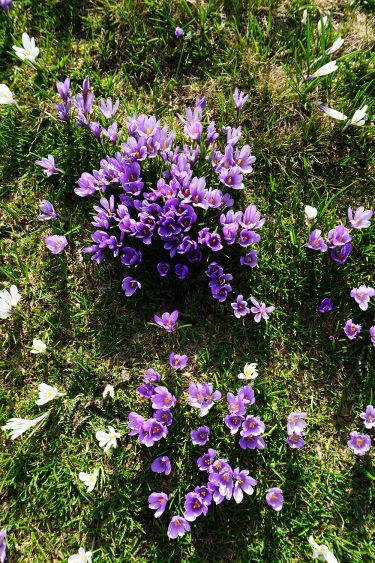 Crocus - Font d'Urle - Vercors - Drôme