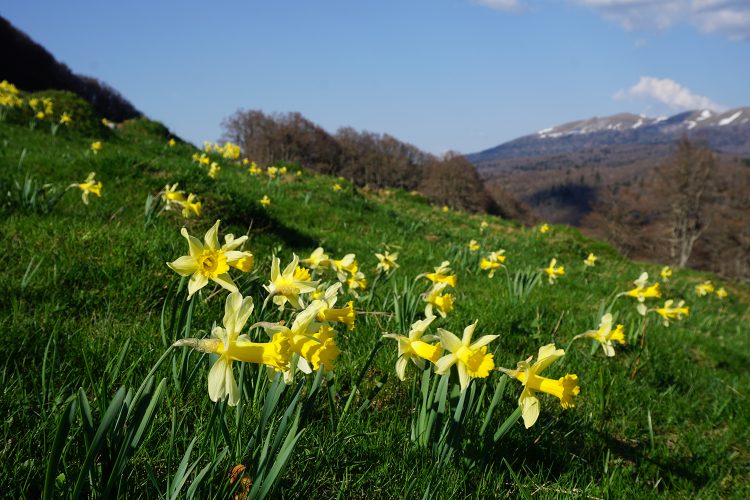 Jonquilles - Plateau d'Ambel - Vercors - Drôme