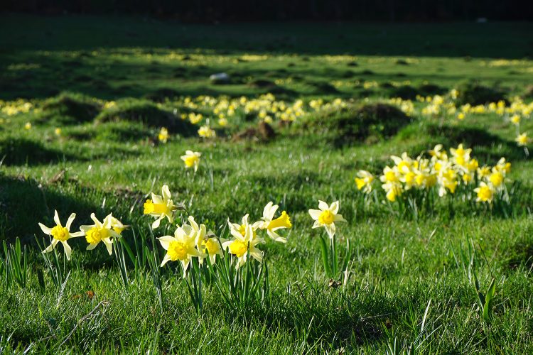 Jonquilles - Plateau d'Ambel - Vercors - Drôme