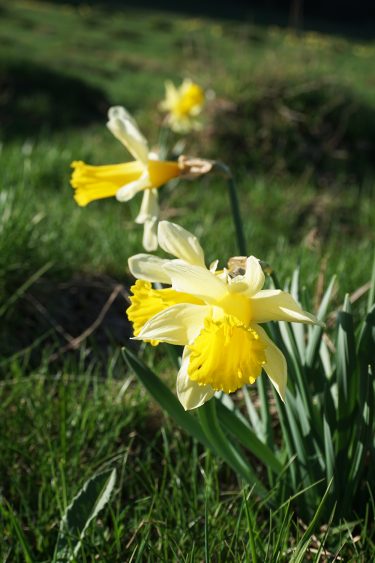 Jonquilles - Plateau d'Ambel - Vercors - Drôme