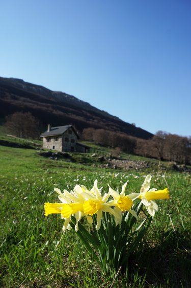 Jonquilles - Refuge d'Ambel - Vercors - Drôme