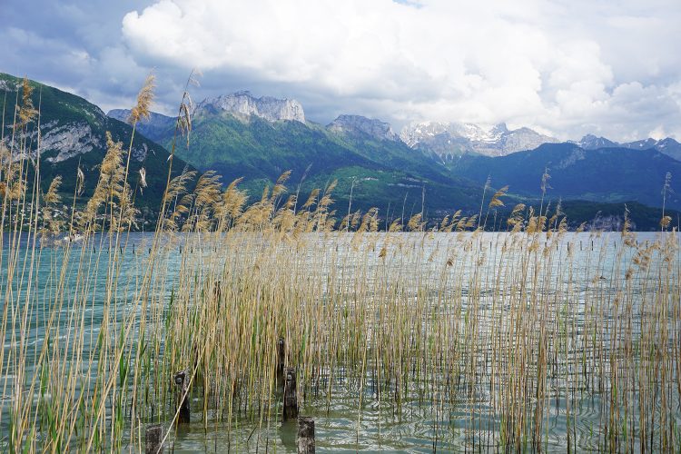 Les roseaux et la Tournette - Lac d'Annecy - Savoie Mont Blanc