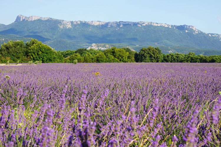 Lavande - Vercors - Drôme