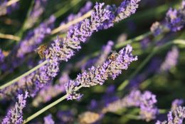 La lavande, parfum d’été dans la Drôme