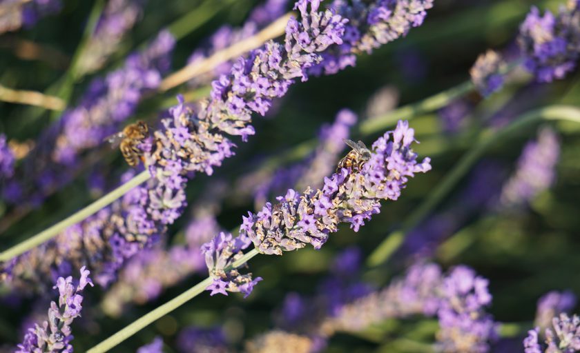 La lavande, parfum d’été dans la Drôme