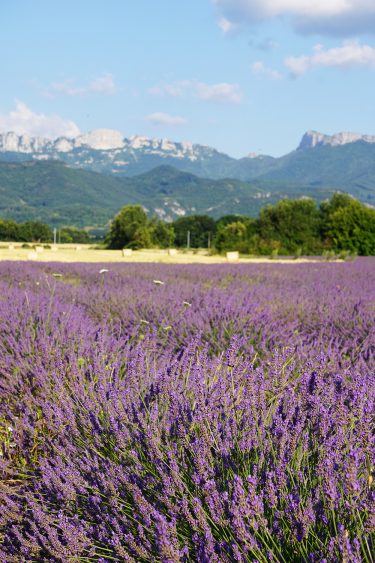 Lavande - Vercors - Drôme