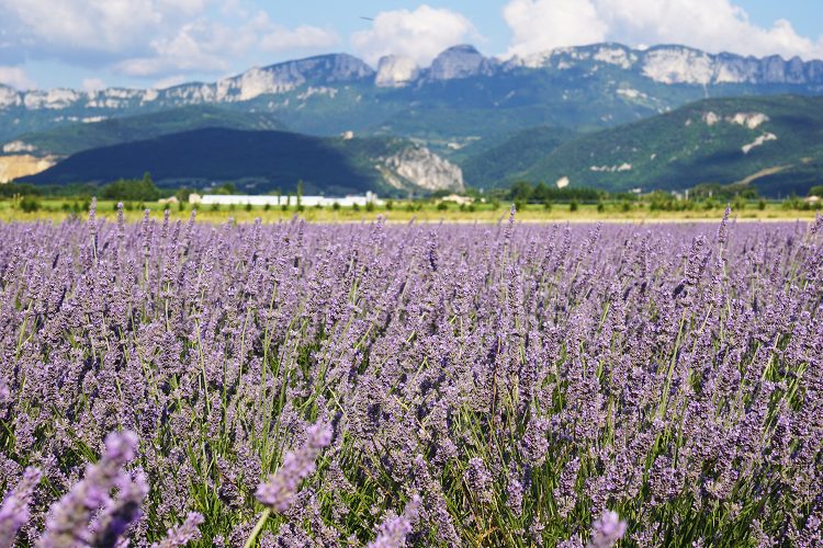 Lavande - Vercors - Drôme