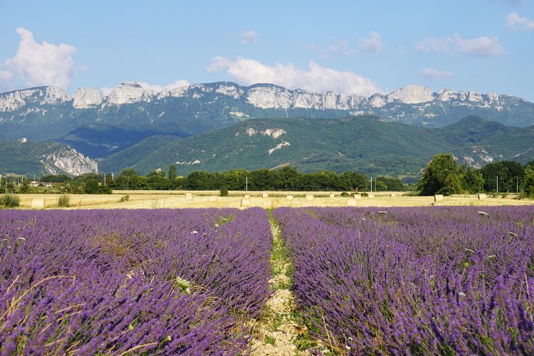 Lavande - Vercors - Drôme