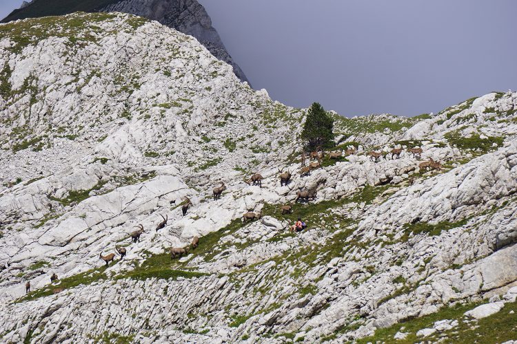 Bouquetins - Col des Deux Sœurs - Grande Moucherolle - Villard de Lans - rando Vercors