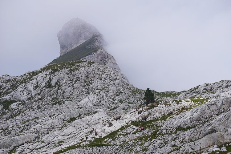 Bouquetins - Col des Deux Sœurs - Grande Moucherolle - Villard de Lans - rando Vercors