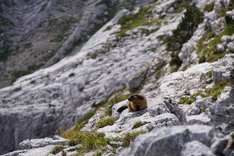 Marmotte - Col des Deux Sœurs - Grande Moucherolle - Villard de Lans - rando Vercors