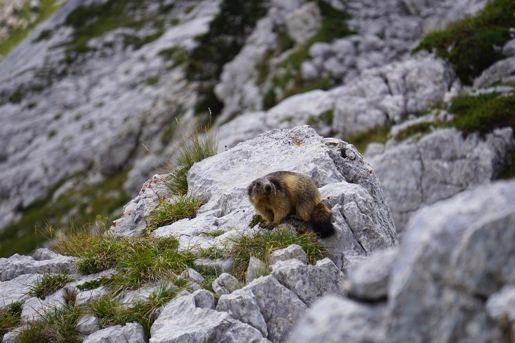Marmotte - Col des Deux Sœurs - Grande Moucherolle - Villard de Lans - rando Vercors