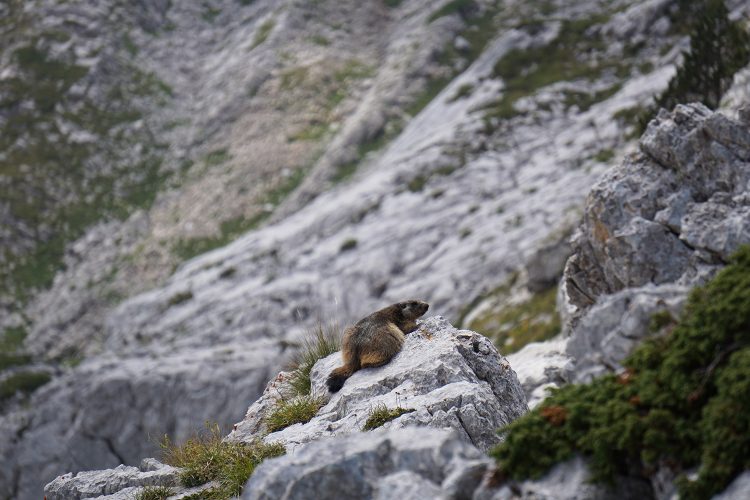 Marmotte - Col des Deux Sœurs - Grande Moucherolle - Villard de Lans - rando Vercors